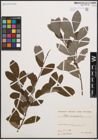 Foto von Salix cinerea L.